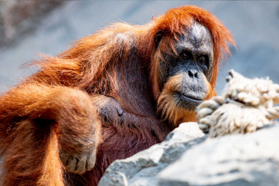 Orang-Utan Bella sitzt im Gehege im Tierpark Hagenbeck, in dem sie seit Jahrzehnten lebt.