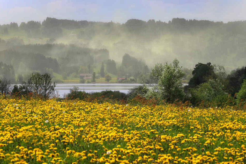 Blütenstaub über dem Niedersonthofener See in Bayern: Ein Graus für alle Allergiker.