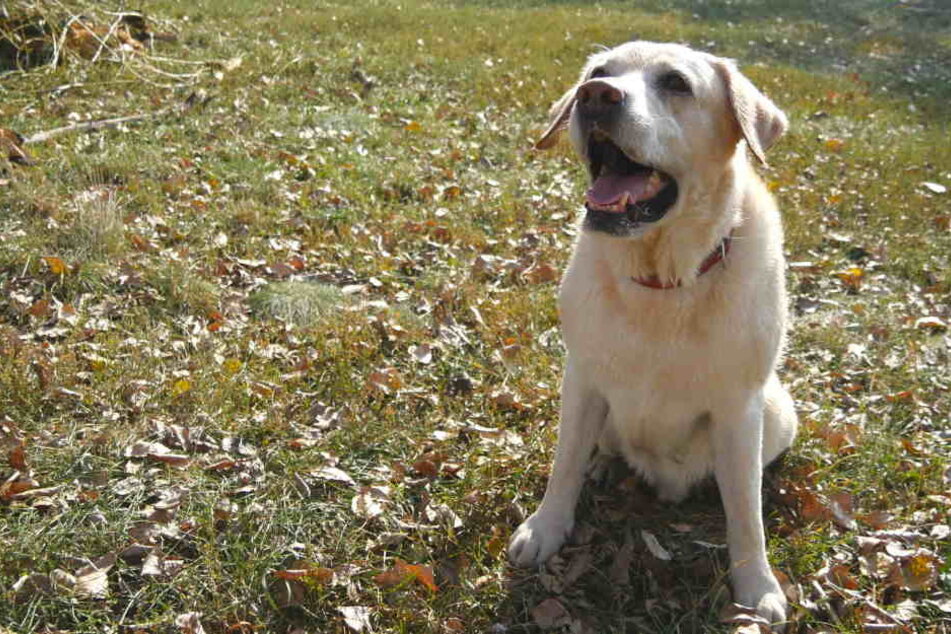 Als plötzlich der Besitzer des Labradors auftauchte, entschuldigte er sich nur und ging dann weiter (Symbolbild).