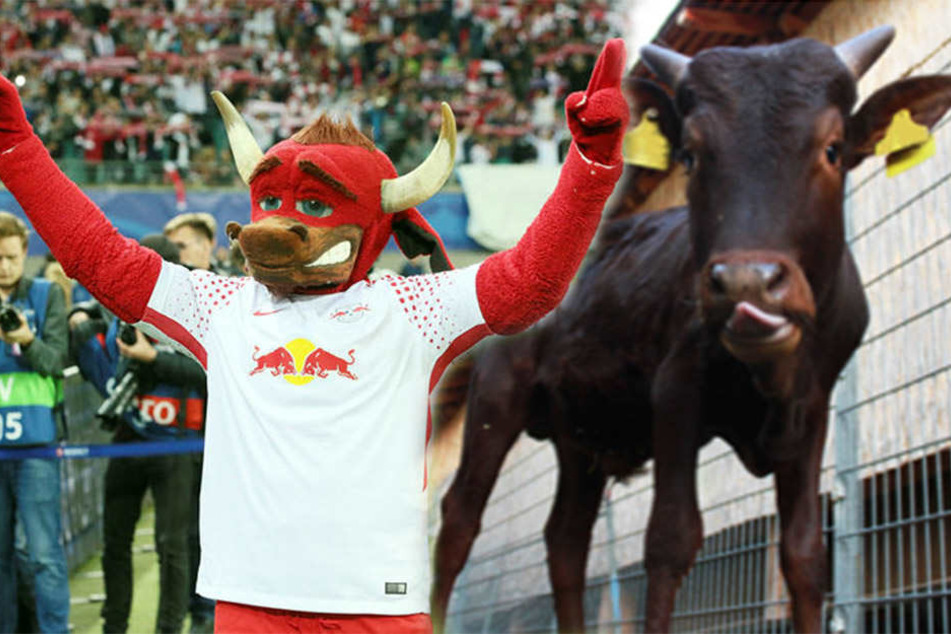 Ab sofort ein Dreamteam: Der unechte "Bulli" (l.) und das lebendige Maskottchen Buba (r.).