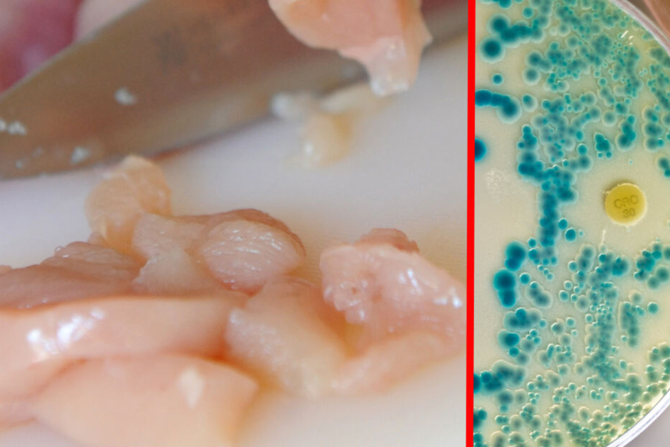 Mit dem bloßen Auge natürlich nicht zu erkennen, aber solche multiresistenten Keime können sich auf Hähnchenfleisch befinden und uns auch krank machen. (Bildcollage)