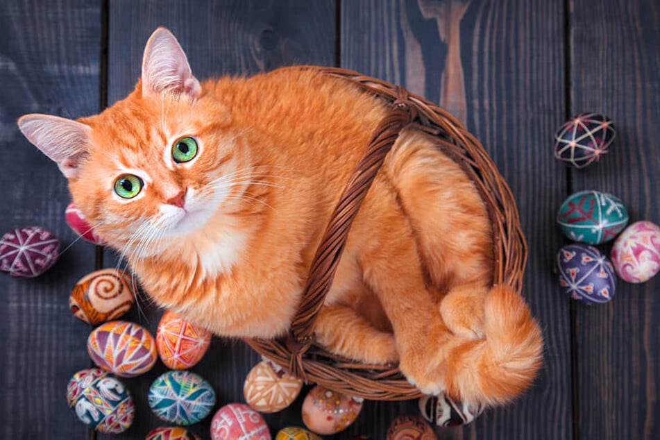 Katzen dürfen ab und zu auch mal ein Ei essen.