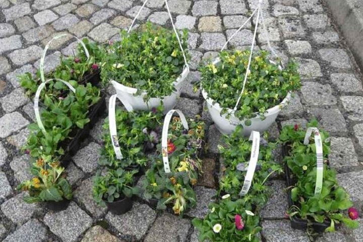 Wem gehören diese Pfalnzen?