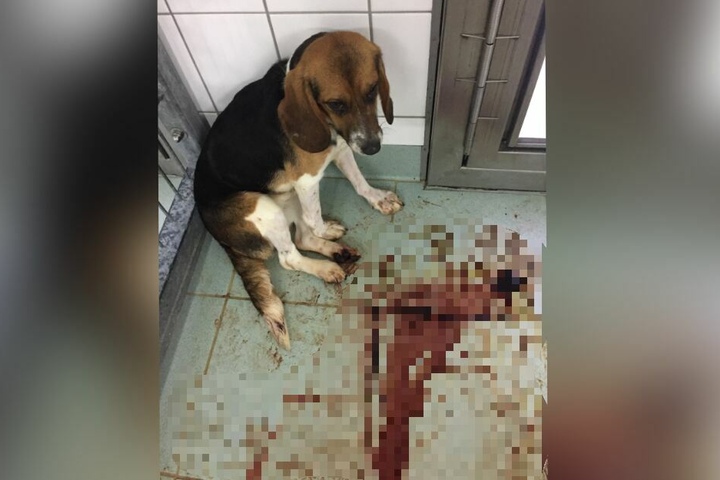 Ein Hund kauert in seinem blutverschmierten Zwinger.