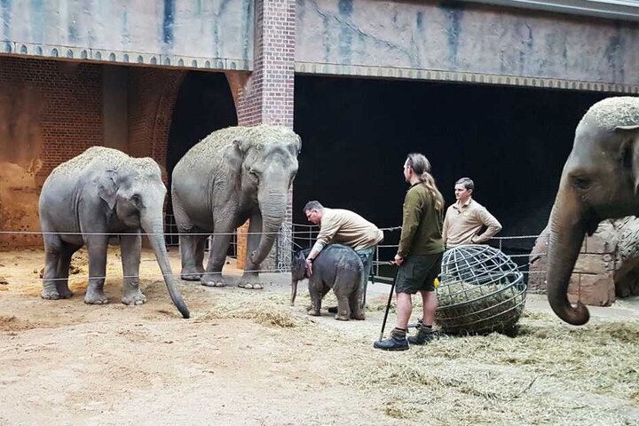 Rund um die Uhr kümmern sich die Pfleger im abgesperrten Elefantenhaus um Mutter Hoa und ihren kleinen Bullen. Der Zoo hofft, dass die Aufzucht im dritten Anlauf gelingt.
