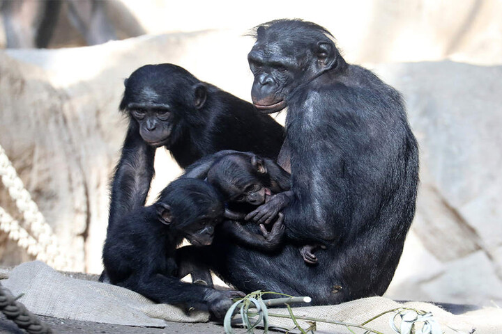 Derweil hat Bonobo-Mutter Lexi alle Hände voll zu tun.