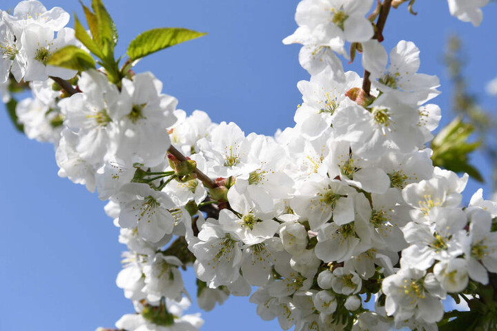 Noch ist es nicht so weit, aber die Kirschblüte verwandelt das Alte Land in eine Attraktion.
