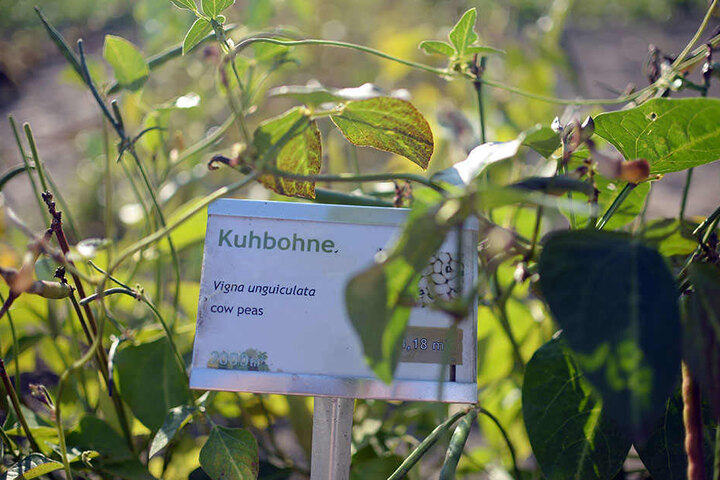 Die Kuhbohne, klingt ungewöhnlich, ist aber super gesund.
