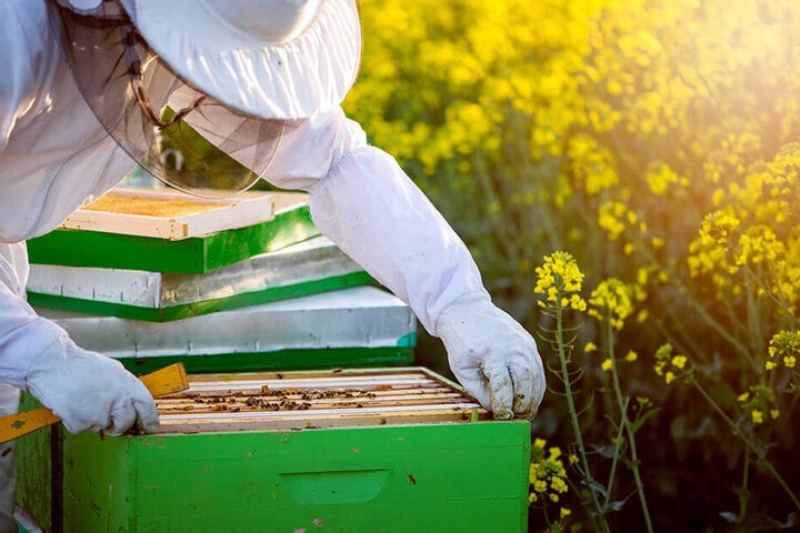 Der Besitzer des Bienenwagens erklärte, dass Bienen bei der Honig-Ernte sehr aggressiv seien. (Symbolbild)
