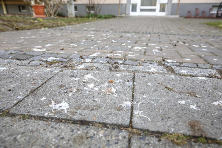 Durch herunterfallende Futterreste werden Ratten angelockt. Auch Taubendreck ist ein Problem.