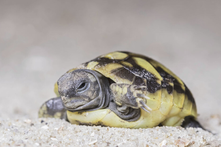 Das am häufigsten in Dresden gehaltene Wildtier ist die Griechische Landschildkröte.