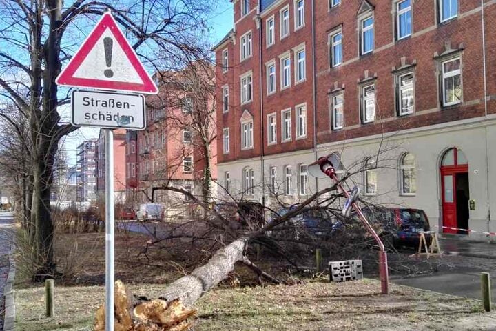 In der Baluschekstraße in Dresden hat der Orkan am Donnerstagmittag einen Baum umgeworfen.