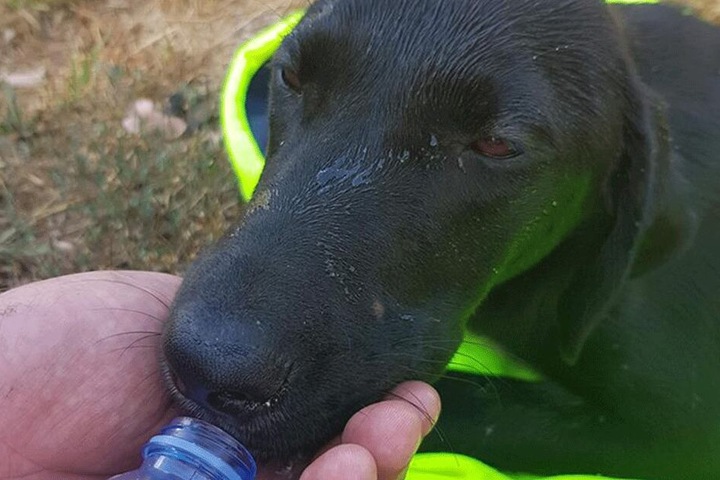 Mit etwas Wasser versuchte man dem Tier zunächst zu helfen.