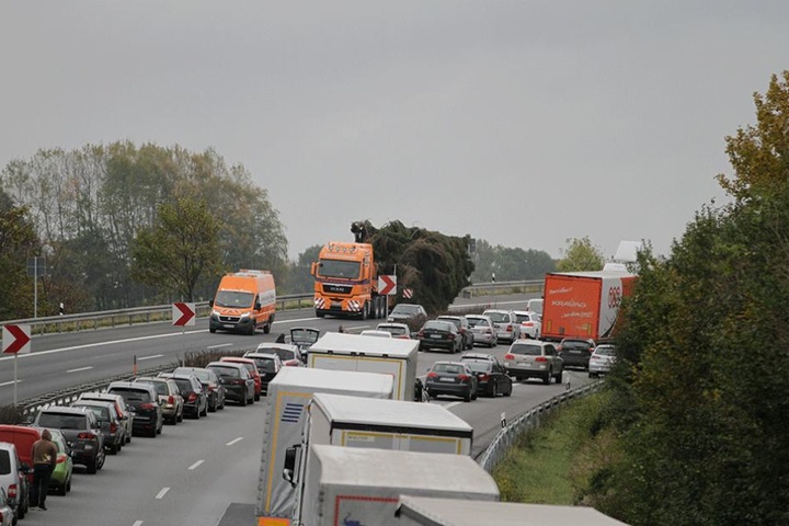 Der Baum wurde auf der A4 von Pulsnitz nach Dresden gebracht.