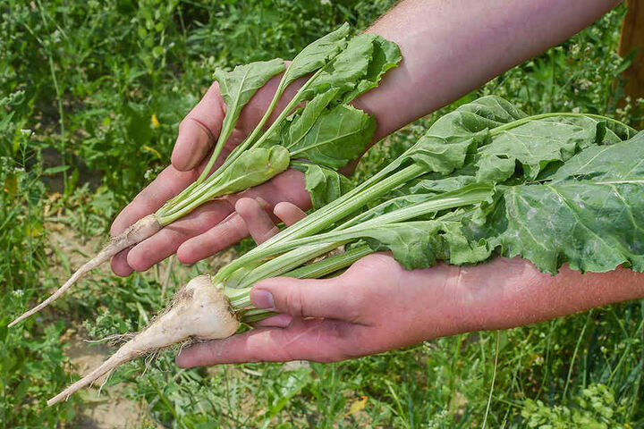 Schon vor der Ernte ist sichtbar: Die dicke Rübe konnte "dank" Herbiziden ohne Unkraut wachsen. Die dünne teilte sich das Feld mit Unkraut.