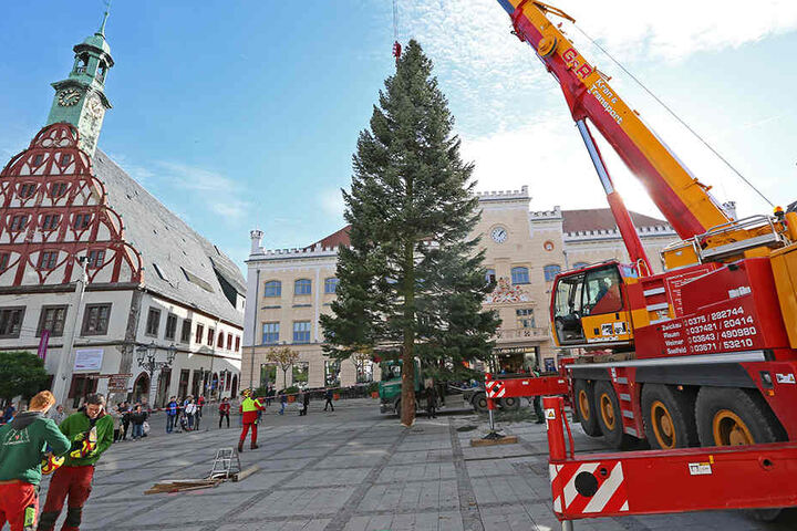 In diesem Jahr kann sich der Zwickauer Weihnachtsbaum sehen lassen! Stolze 25 Meter misst der üppige Nadelbaum.