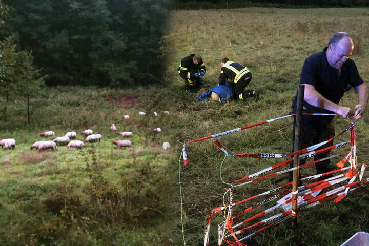Als die Herde wieder auf der Weide zurück war, flickte die Feuerwehr den zerstörten Zaun.