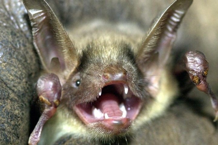 Eine Fledermaus der Art "Großes Mausohr" hat das Maul weit aufgerissen und die Ohren aufgestellt.