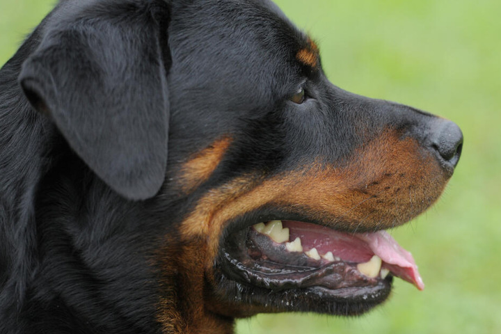 Der Rottweiler ließ sich nicht mehr bändigen und biss seinem Herrchen ins Gesicht. (Symbolbild)