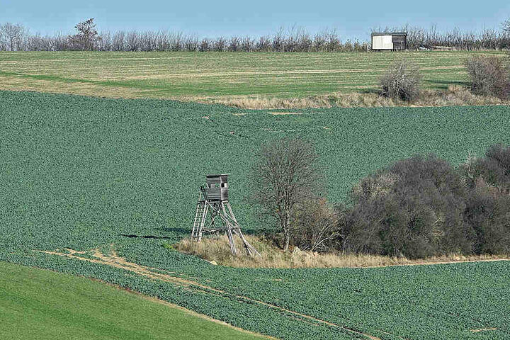 Ein Hochstand in der Nähe von Kreischa: Der Jäger schoss auf Wildschweine, traf aber einen Landwirt.