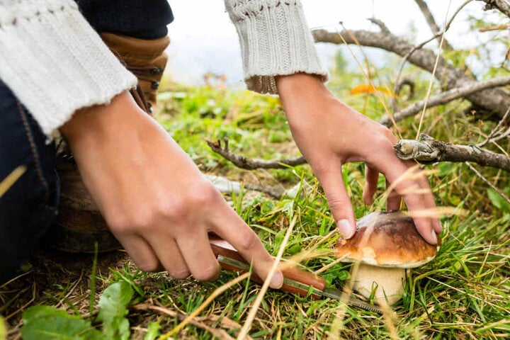 Wer mit kiloweise Pilzen aus dem Wald stapft und erwischt wird, muss mit einem saftigen Bußgeld rechnen.