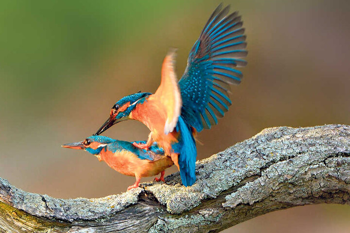 Hoch das Röckchen
... Dieses
Eisvogel-Pärchen
wähnt sich unbeobachtet
und geht
richtig zur Sache.