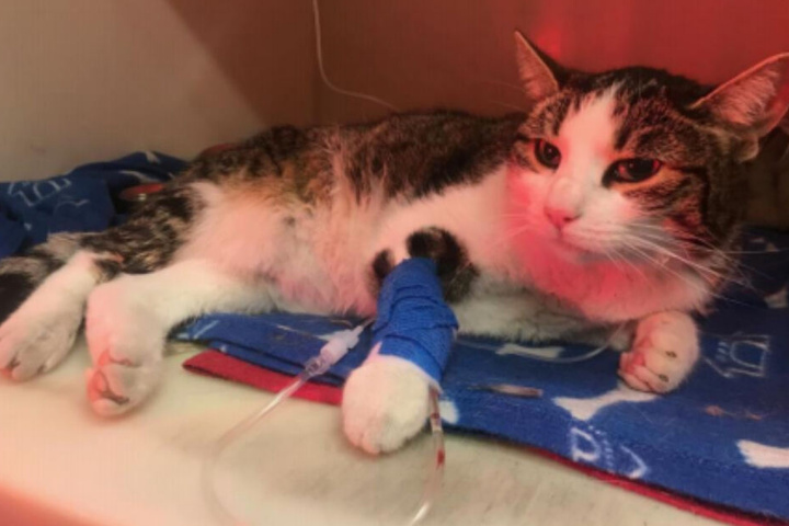 Die verletzte Katze wurde in Vaihingen gefunden.