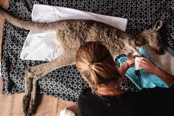 Eine Frau versorgt in Australien ein junges, verletztes Känguru. Sie und ihr Partner hatten eine Zufluchtsstätte für Wildtiere, die sie von ihrem Haus aus betrieben.