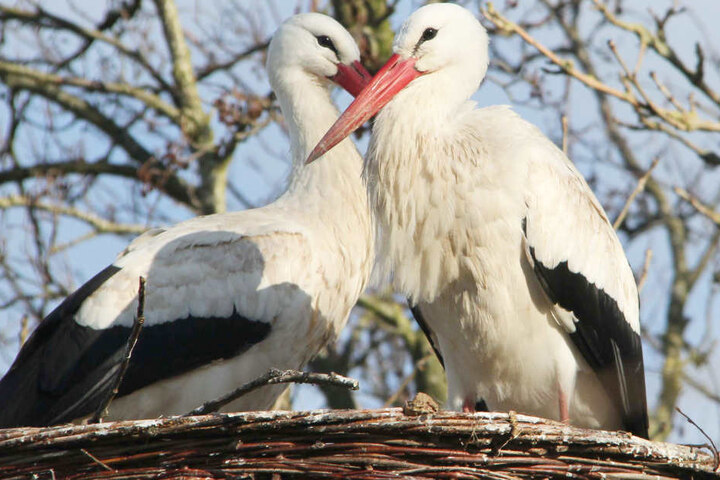 Überall im Norden fangen die Störche derzeit mit dem Brüten an.
