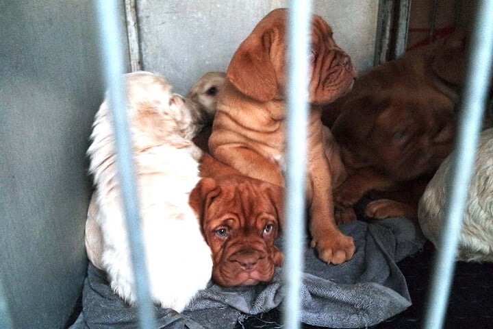 Die geretteten Welpen wurde in ein Tierheim in Nürnberg gebracht.