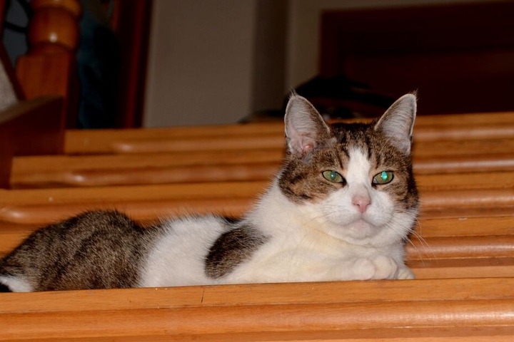Glück gehabt: Kater Max hat die bisher schon zweite Attacke auf sein Leben knapp überlebt.