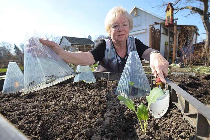 Frühling heißt vor allem Arbeit: Sylveli Püschmann (68) kümmert sich um ein Salat-Frühbeet.