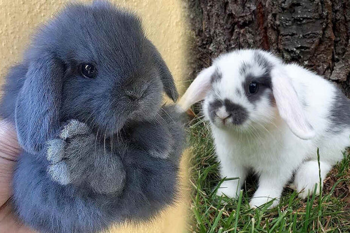 Mini Tiere Zwergziegen Teacup Schwein Co So Niedlich Sind