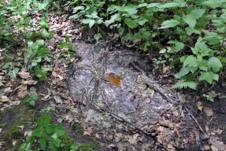 Hier lag die Leiche, die von einem Hund beim Gassigehen gefunden wurde..