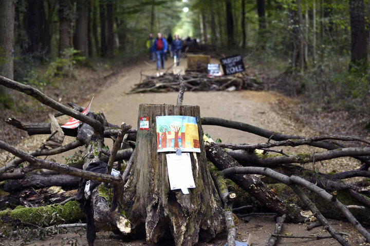 Momentan ist die geplante Rodung im Hambacher Forst gerichtlich ausgesetzt.