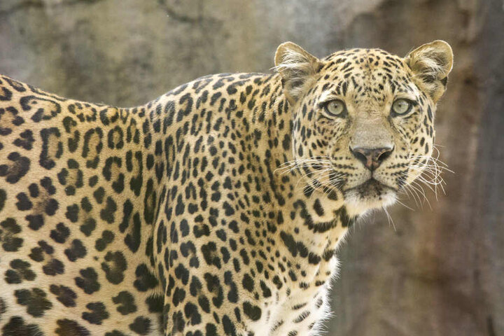 Mitte November tötete ein Leopard zwei Kinder. (Symbolbild)