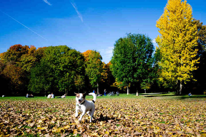 Der Erlös vom Herbstmarkt kommt den Vierbeinern im Tierheim zu gute. (Symbolbild)