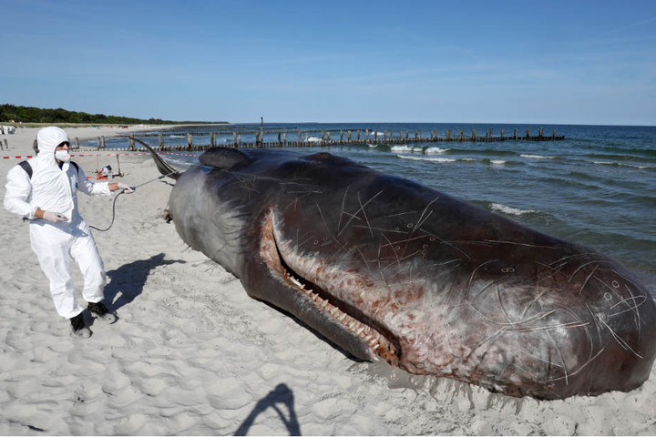 Das Modell eines 17 Meter langen Pottwals liegt am Ostseestrand, ein Mann in weißem Schutzanzug kümmert sich um das "gestrandete Tier".