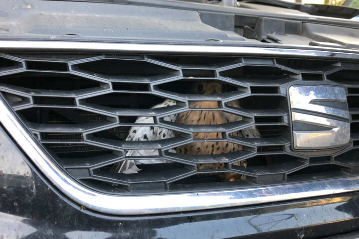 Ein Falke sitzt hinter dem Kühlergrill eines Autos.