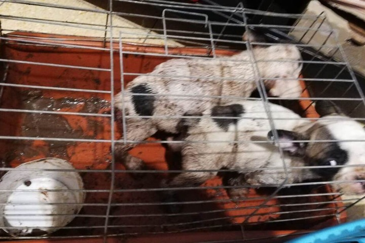 Die kleinen Kerlchen mussten während der Fahrt in vollkommen verdreckten Hundeboxen ausharren.