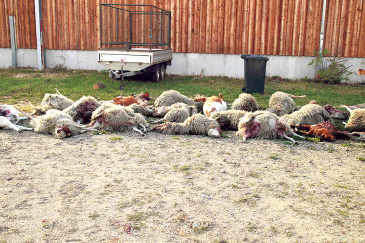 Insgesamt 43 tote Tiere wurden bisher in Förstgen gefunden.