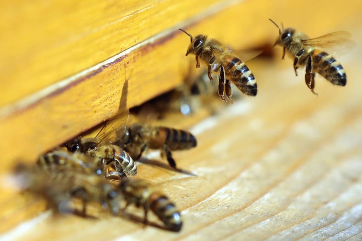 Honigbienen fliegen einen Bienenstock an. Durch eine Öl-Attacke in Langerringen werden viele Bienen sterben.
