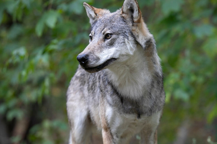 Ein Wolf-Präparat des Landesumweltamtes.