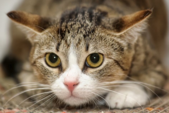 Die Körpersprache von Katzen verrät viel über ihre Gefühlswelt.