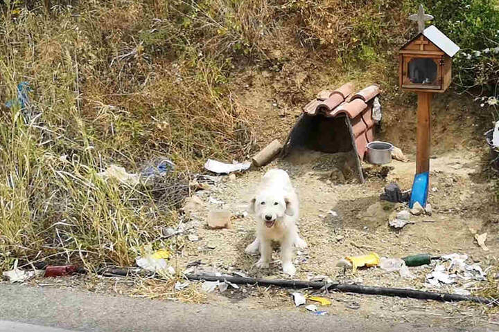 Ein kleiner Schrein wurde für den Hund und sein verstorbenes Herrchen errichtet.