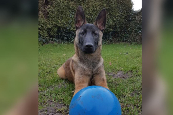 Heute wird Jack zu einem richtigen Polizeihund ausgebildet.