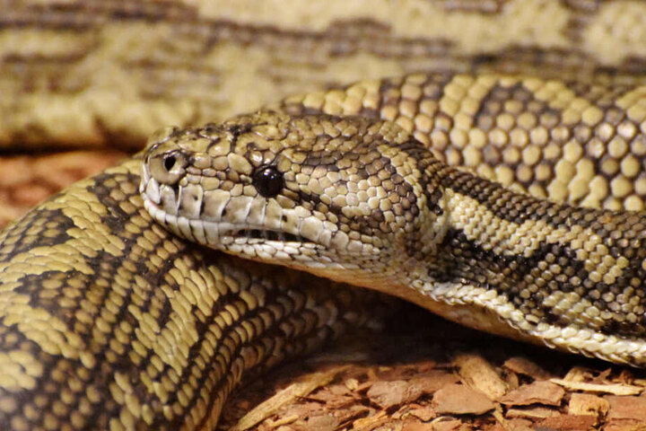Drei Pythons bewegten sich frei in der Wohnung. (Symbolbild)