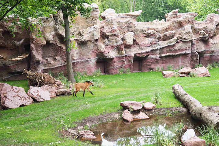Ein Mähnenwolf erkundet sein neues Zuhause.