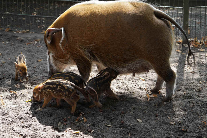 Pinselohrschweine werfen bis zu vier Junge.