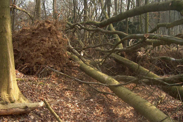 Viele Bäume wurden durch den Orkan entwurzelt.